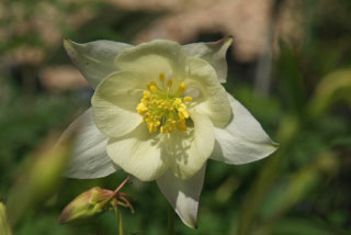 Aquilegia 'Silver Queen' bestellen